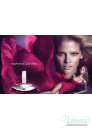 Calvin Klein Euphoria EDP 50ml for Women Women's Fragrance